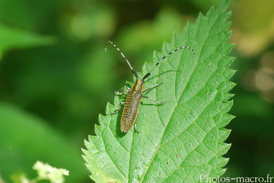 Agapanthia villosoviridescens